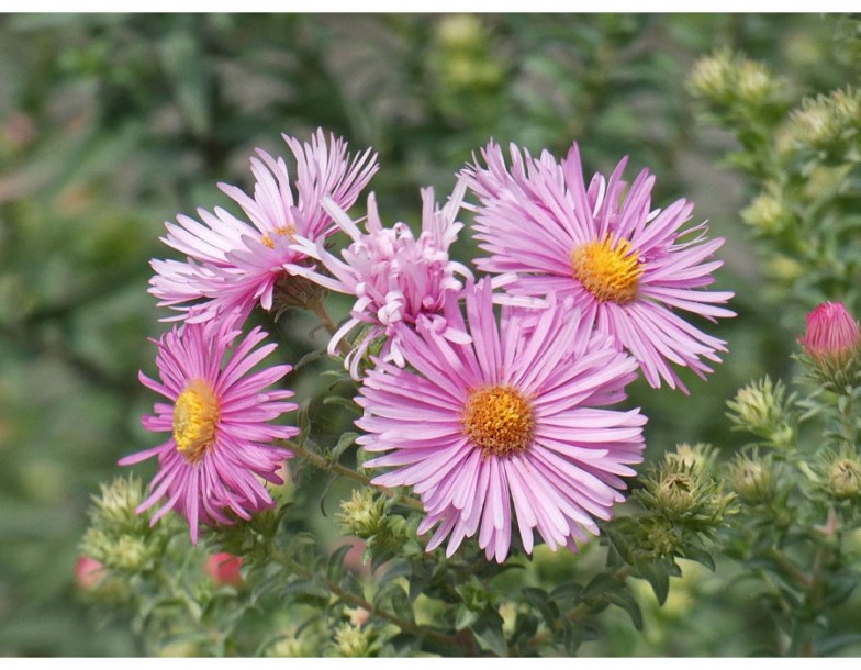 8090-aster-novae-a-barrs-pink