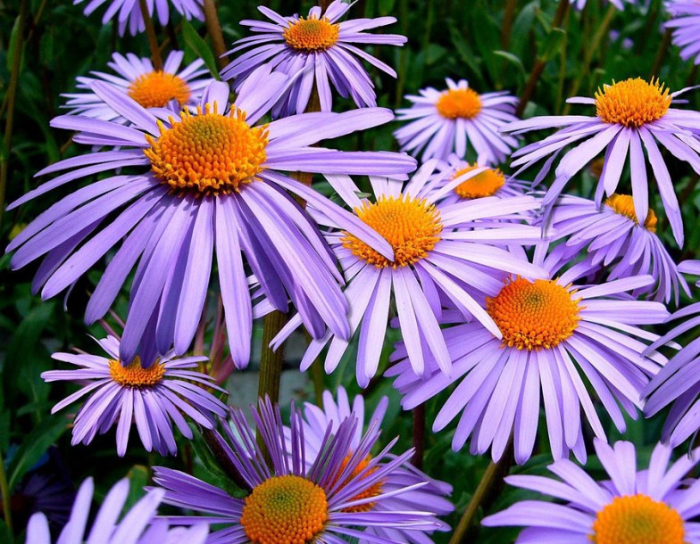 8097-aster-tong-napsbury