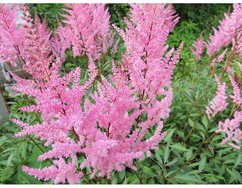 8098-astilbe-(a)-cattleya