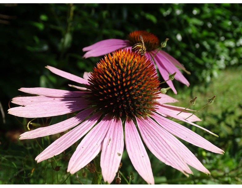 8119-echinacea-purp-hope