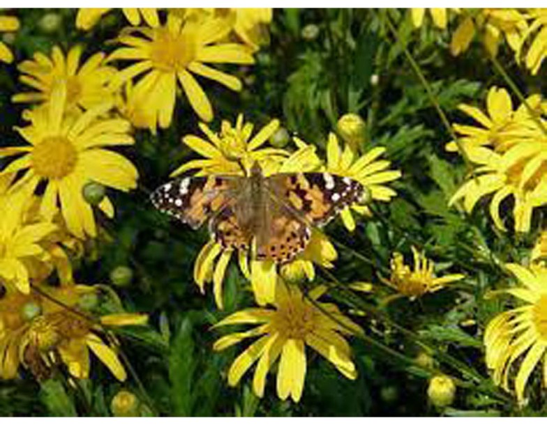8123-echinacea-purp-mellow-yellows