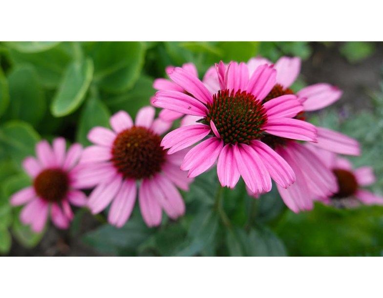 8130-echinacea-purp-purple-emperor