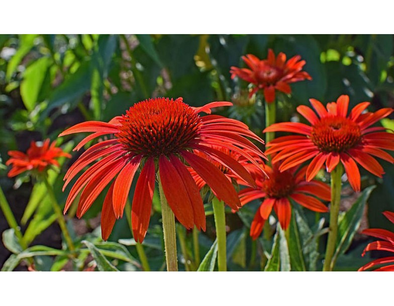 8133-echinacea-purp-red-pearl