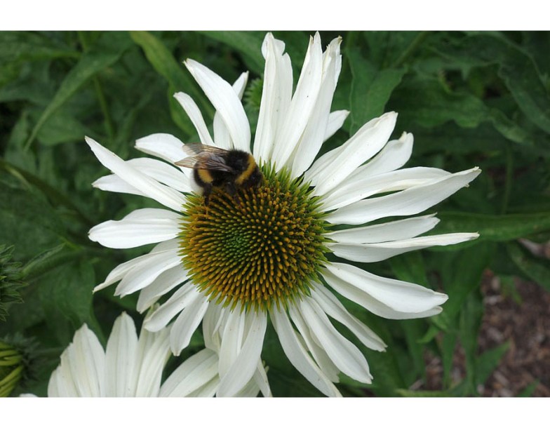 8138-echinacea-purp-sunseekers-white-perfection