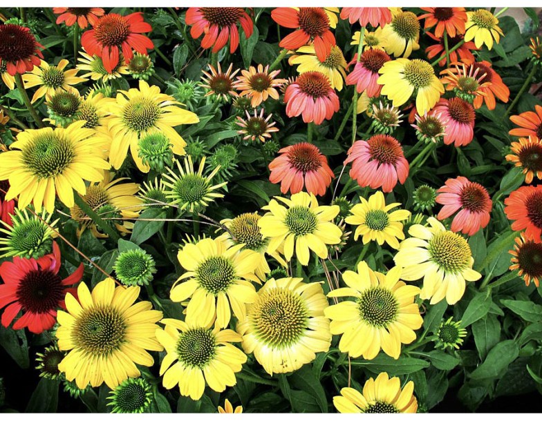 8139-echinacea-purp-sunseekers-yellow