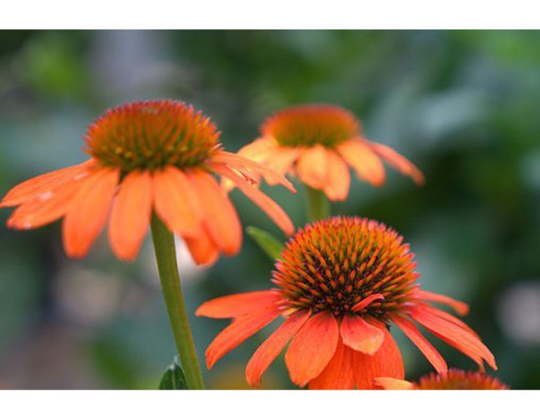8140-echinacea-purp-tangerine-dream
