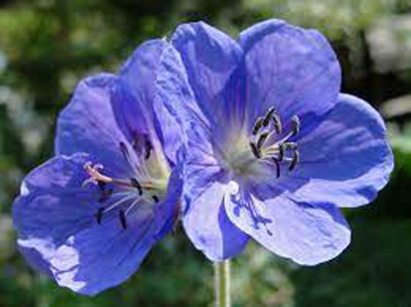 8171-geranium-clarkei-kashmir-blue