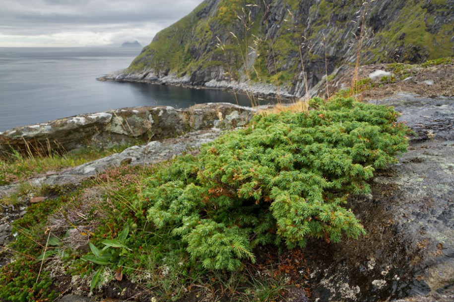 82-juniperus-communis-repanda