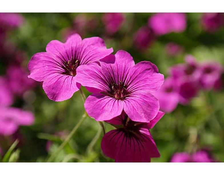 8211-geranium-riversl-little-gem