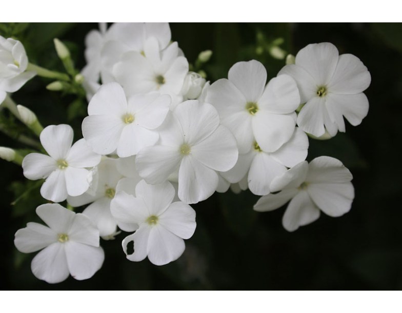 8285-phlox-p-rembrandt