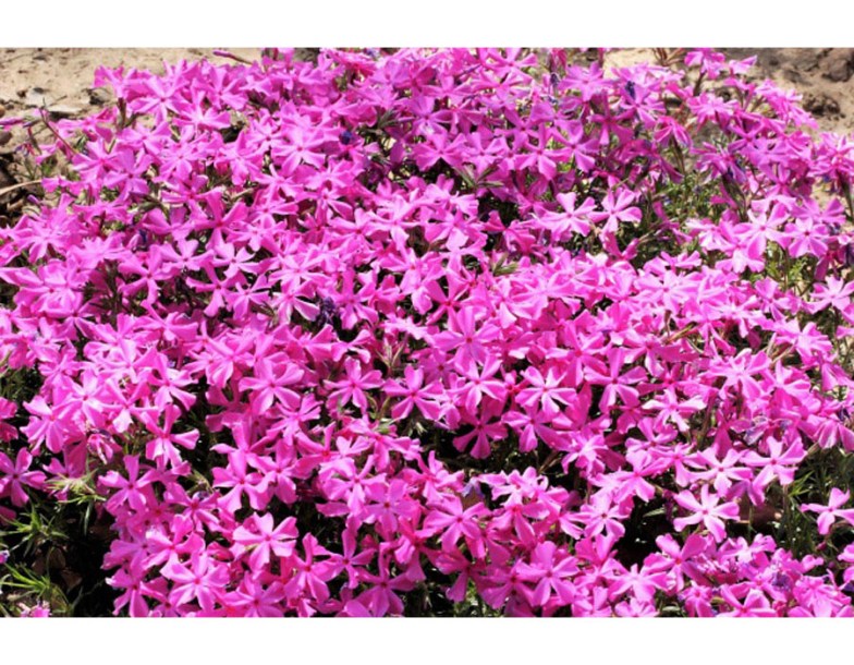 8291-phlox-(s)-macdaniels-cushion