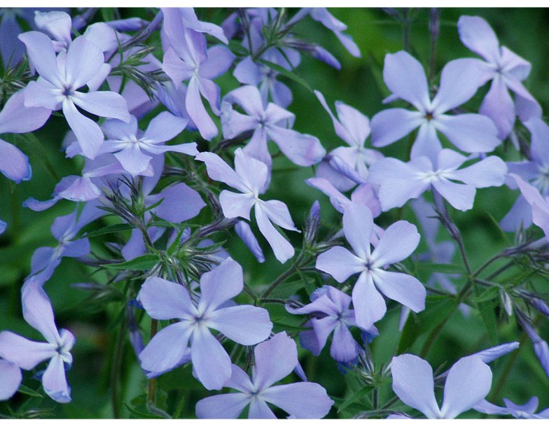 8297-phlox-divar-blue-moon