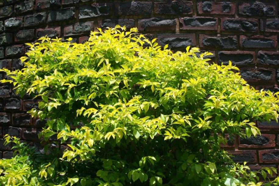 8328-nandina-lemon-lime