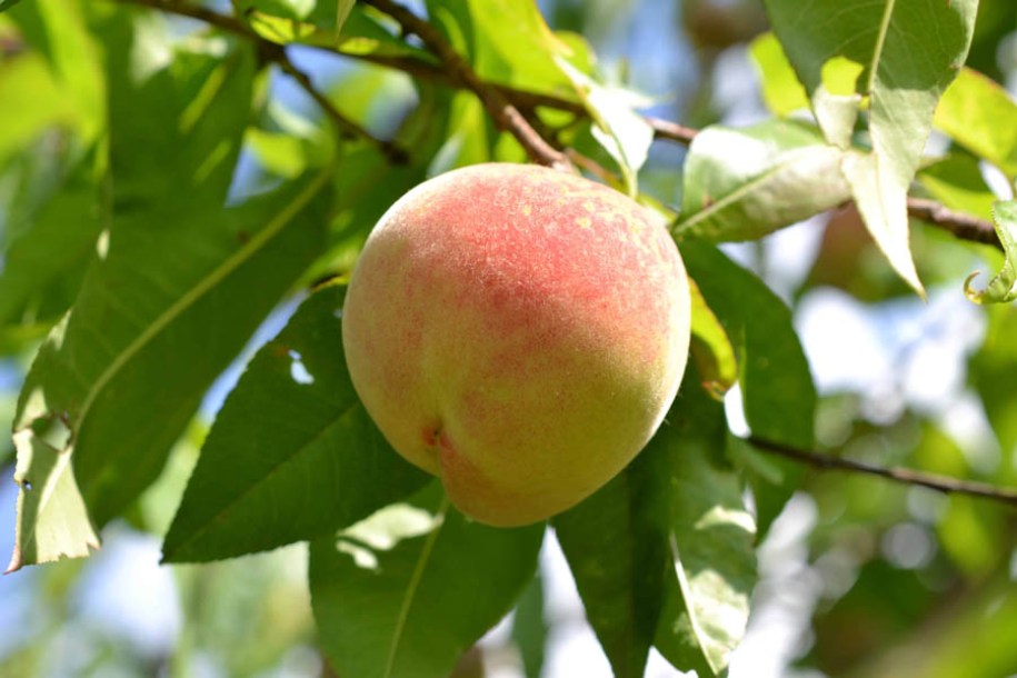 8397-prunus-p-broechemse