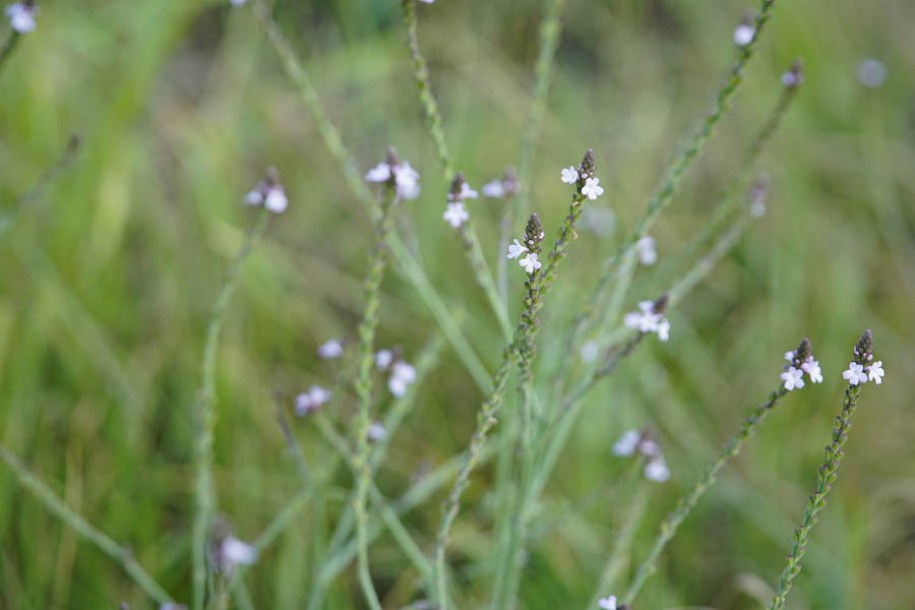 8413-verbena-officialis-bampton