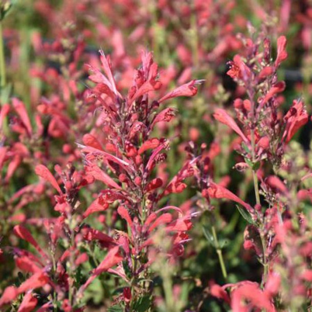 8453_agastache_kudos_red