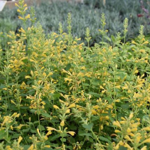 8454_agastache_kudos_yellow