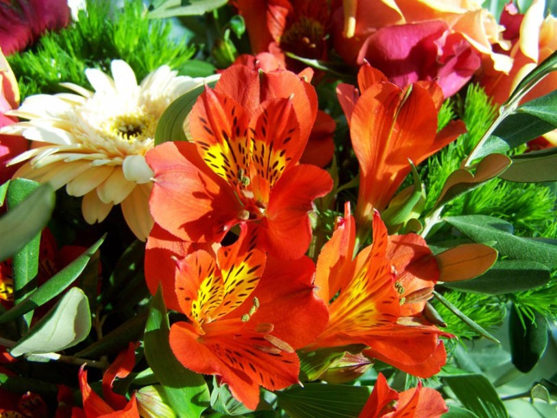 8468_alstroemeria_mars