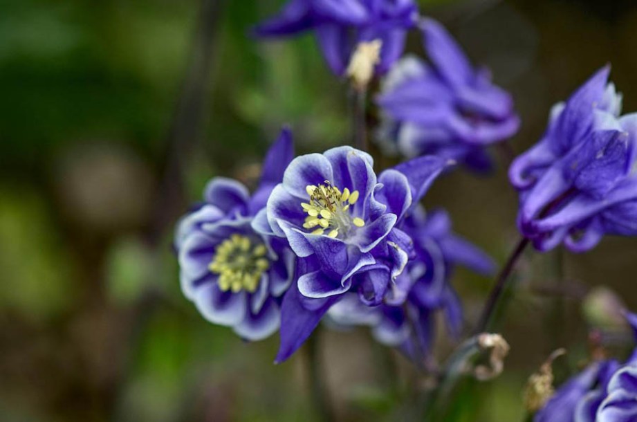 8495-aquilegia-winky-blue-and-white