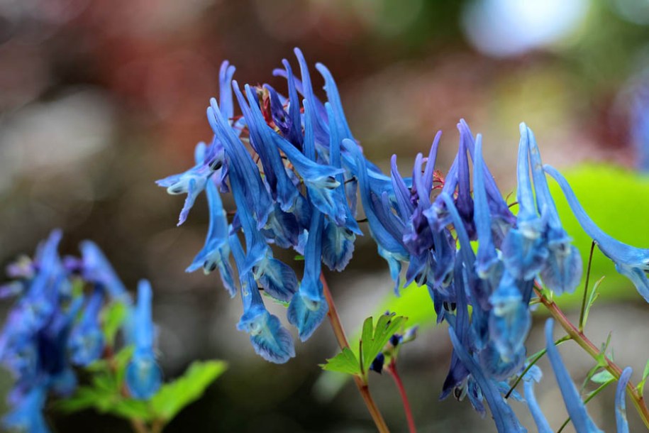 8604-corydalis-elata
