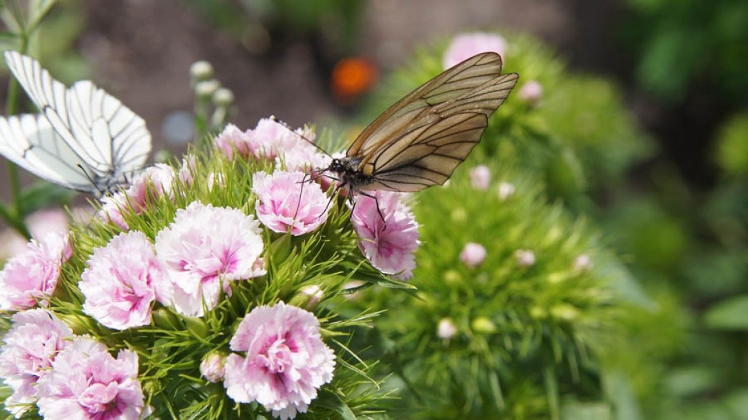 8618_dianthus_ine