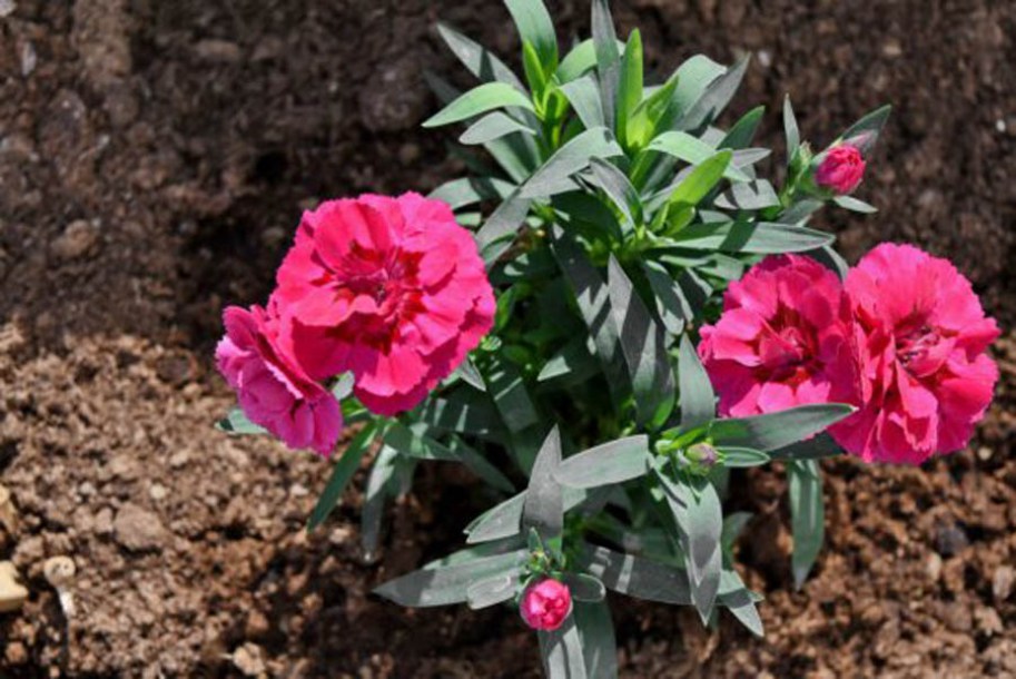 8626_dianthus_grat_bombardier