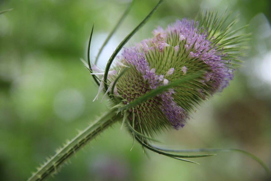8641_dipsacus_fullonum