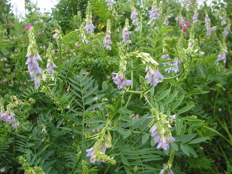 8680_galega_officinalis