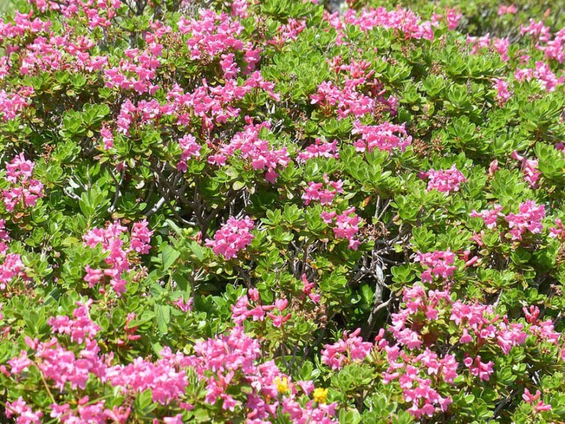 8703-helianthemum-pink-double