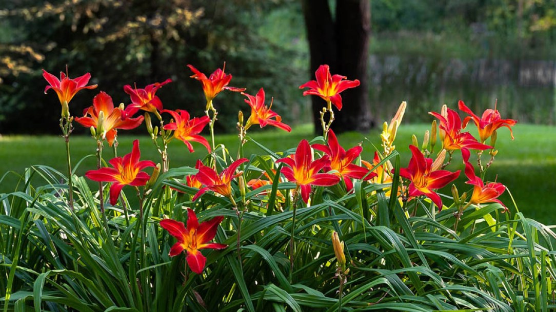 8708_hemerocallis_autumn_red