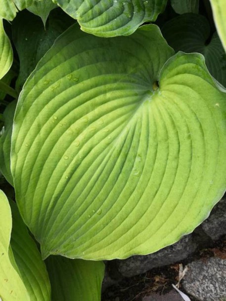8775-hosta-zounds