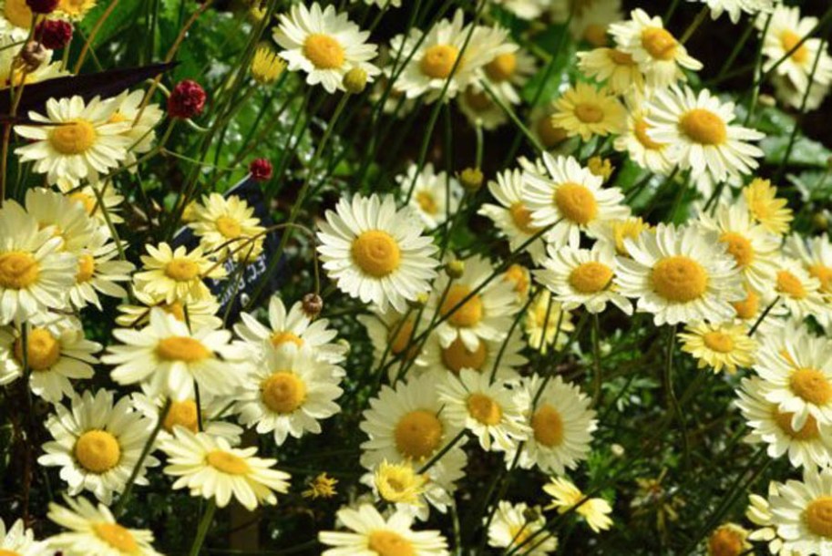 8828-leucanthenum-ooh-la-creme