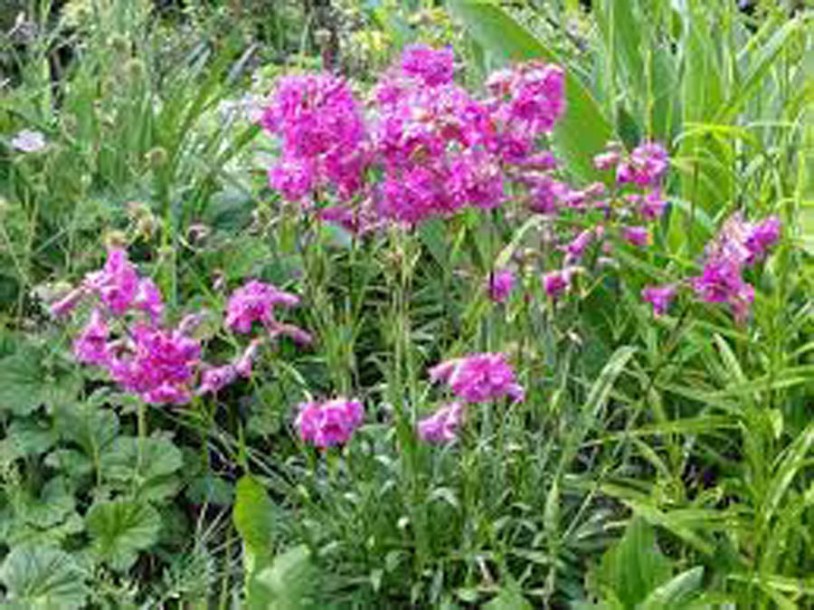 8854_lychnis_viscaria_plena