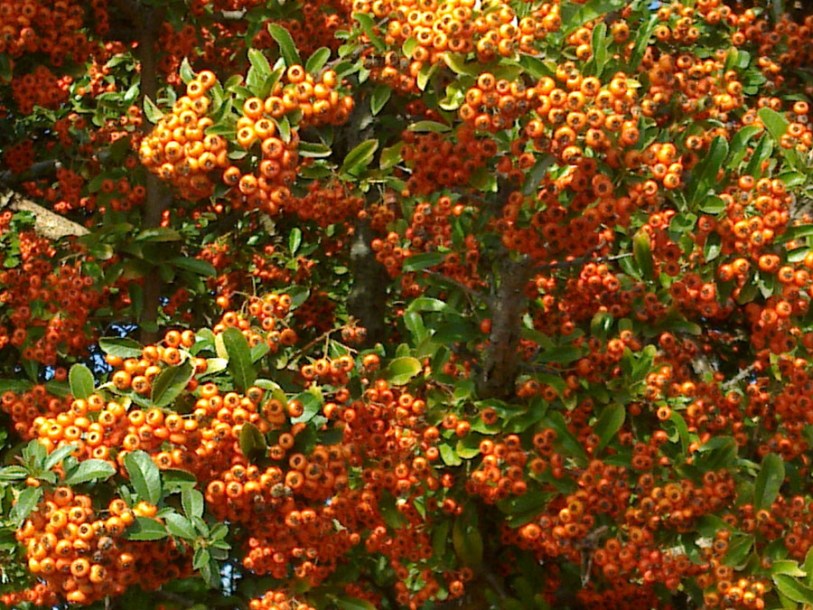 887-pyracantha-orange-glow