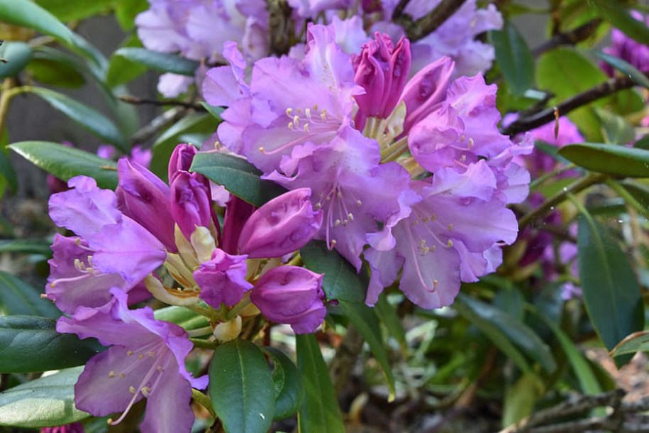 893-rhododendron-gristede