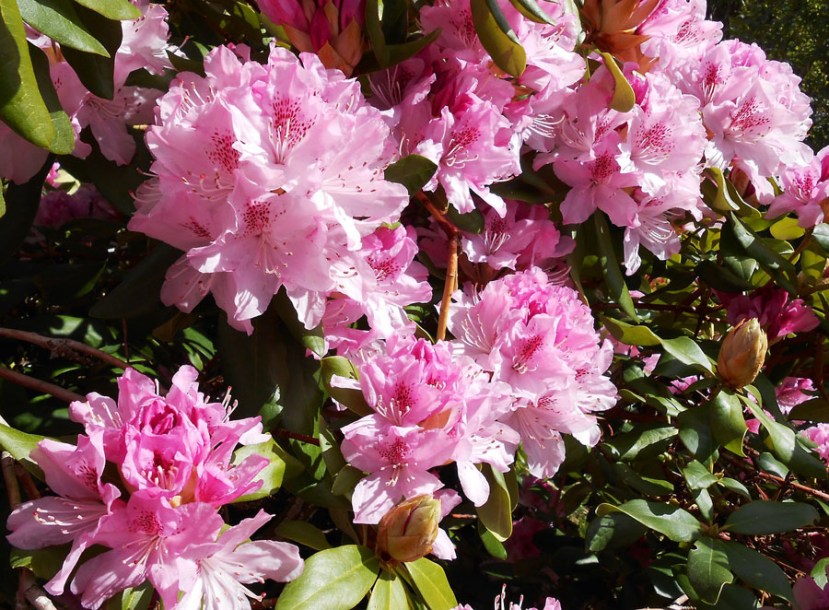 896-rhododendrons-albert-schweitzer