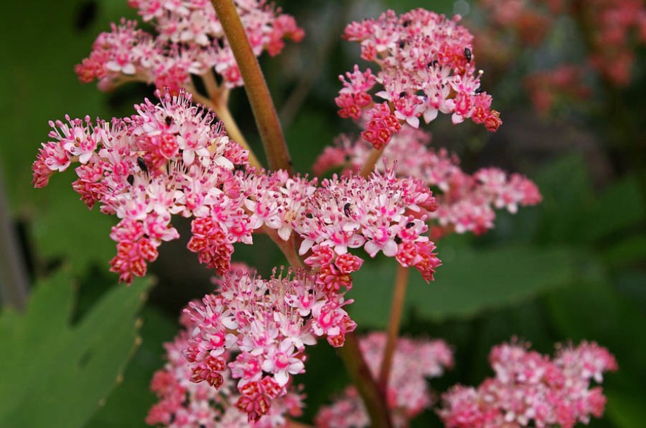 8964_rodgersia_dark_pokers