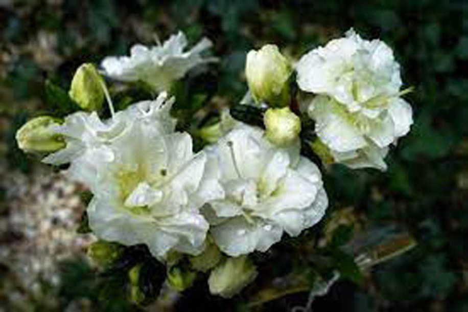 9105-azalea-jap-schneeperle