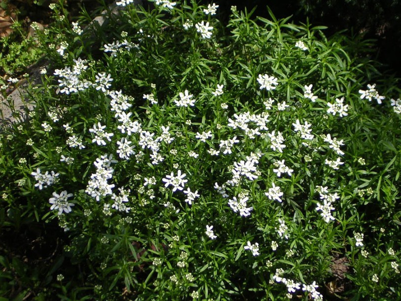 9110-choisya-tern-greenfingers