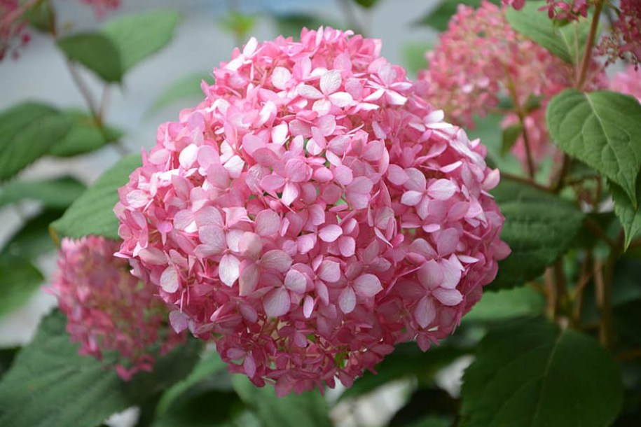 9120-hydrangea-arbo-pink-annabelle