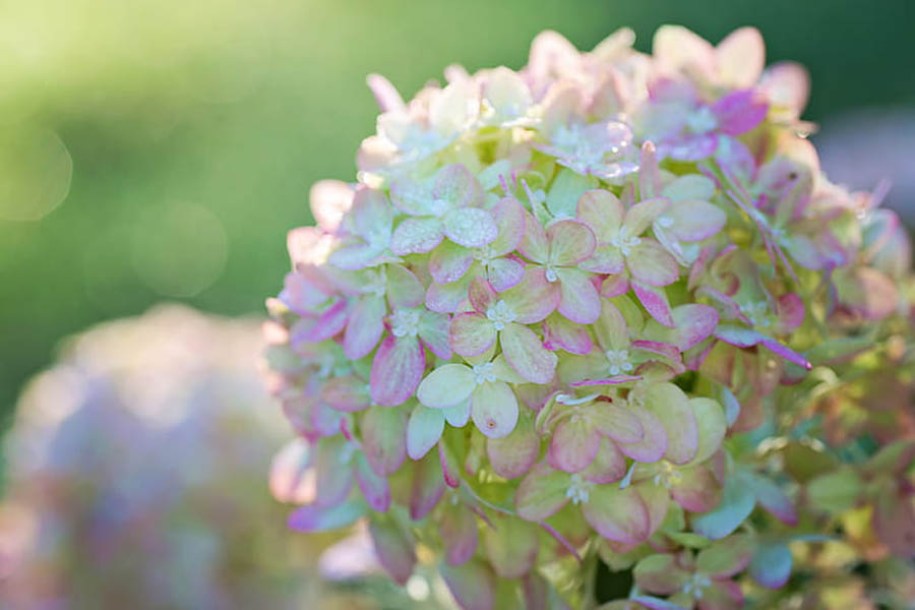 9122-hydrangea-pan.-pastelgreen