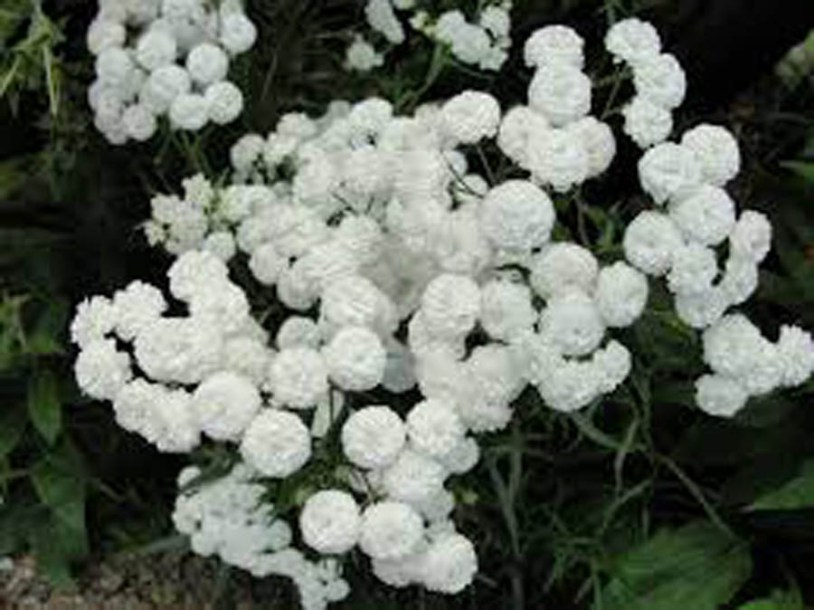 9150-achillea-ptarmica-peter-cottontail