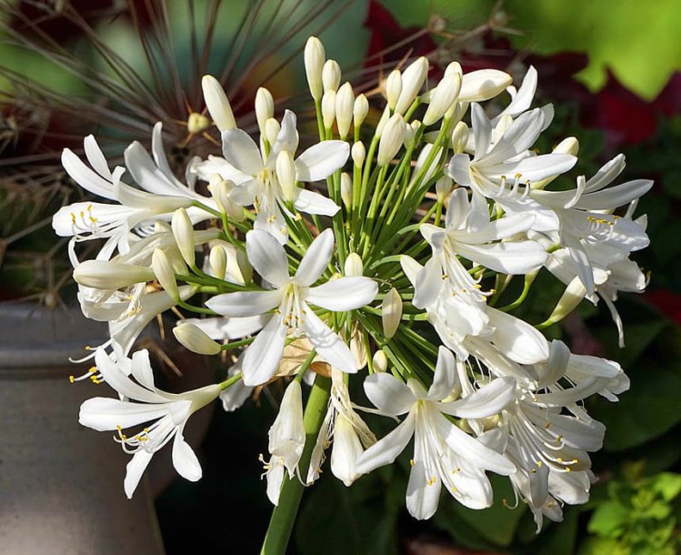 9154-agapanthus-hybride-enigma