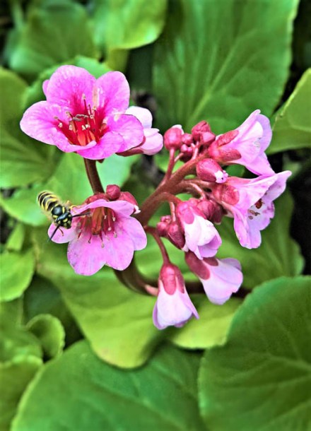 9176-bergenia-hybride-dragonfly-sakura