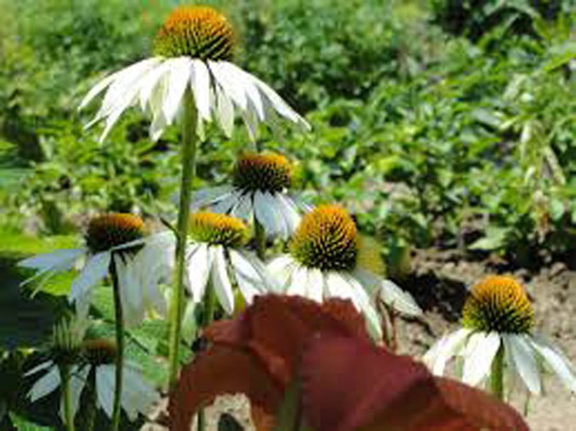 9191-echinacea-purp-delicious-nougat