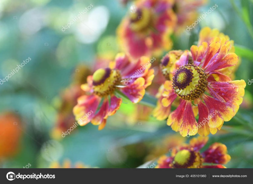9210-helenium-bandera