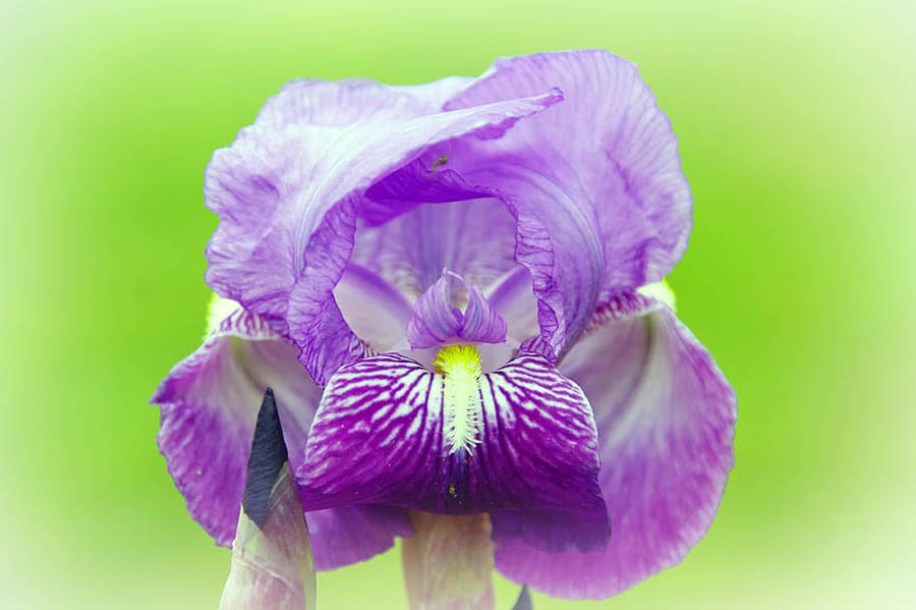 9219-iris-lent-a-williamson