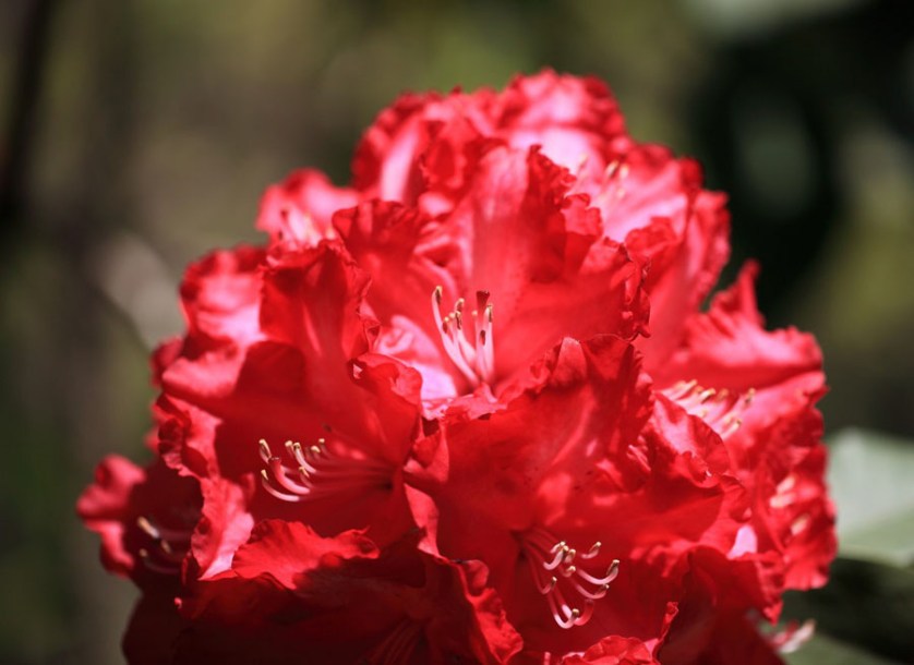 926-rododendron-wilgens-ruby