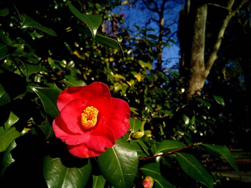 9267-camellia-japonica-dr-king