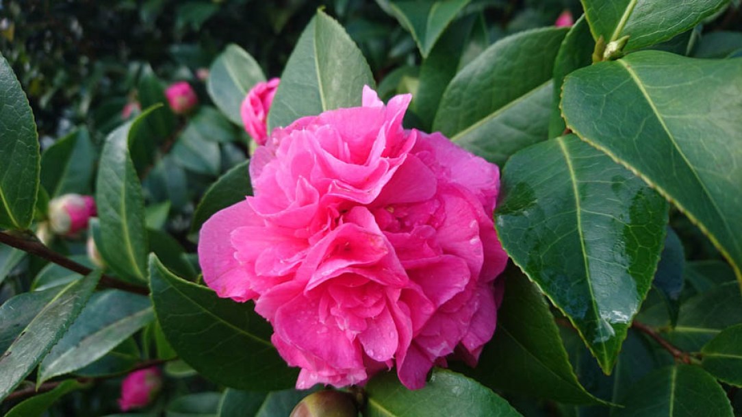 9272-camellia-debbie-rose